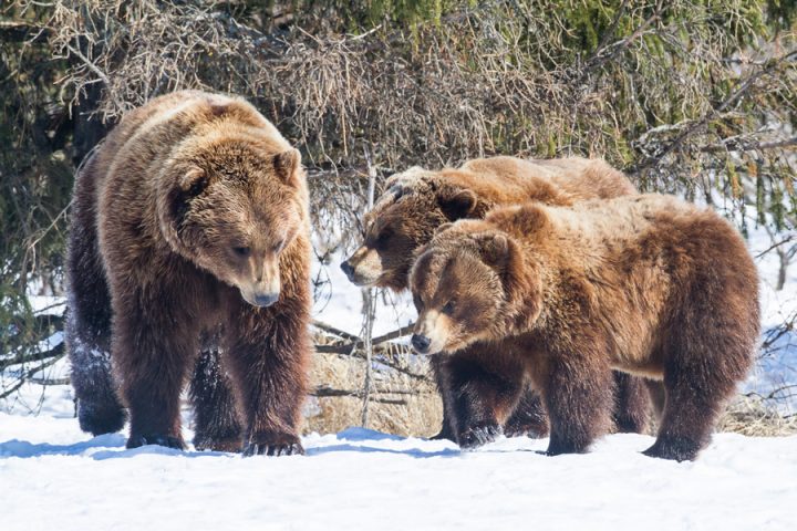 brown bear at Glacier Bay